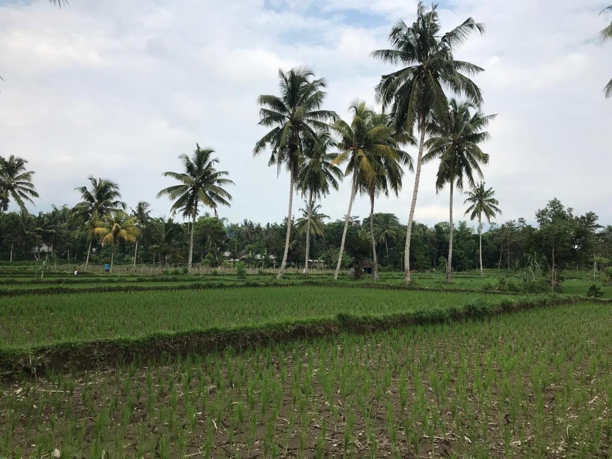 Pondok Rinjani Bungalow Tetebatu Eksteriør billede